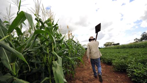 Male farmer in white shirt and blue jeans carrying a shovel over his shoulder walks away from the camera through maize and soybean fields near Villavicencio, on the border of Colombia's eastern plains, or Llanos.